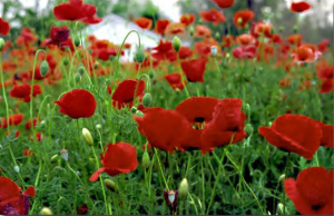 poppyfield1