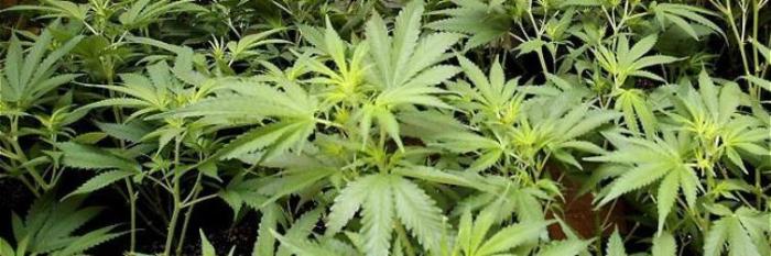 cannabis plants