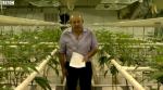 bbc cannabis oil