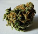 Cannabis