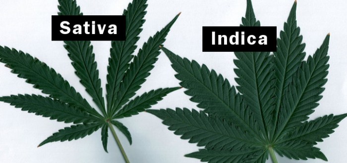 indica-vs-sativa-06-191-720x340