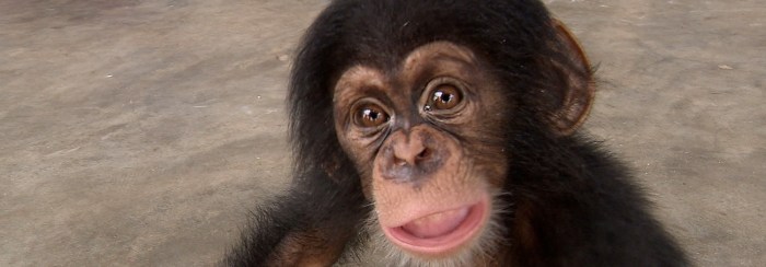 baby-chimp