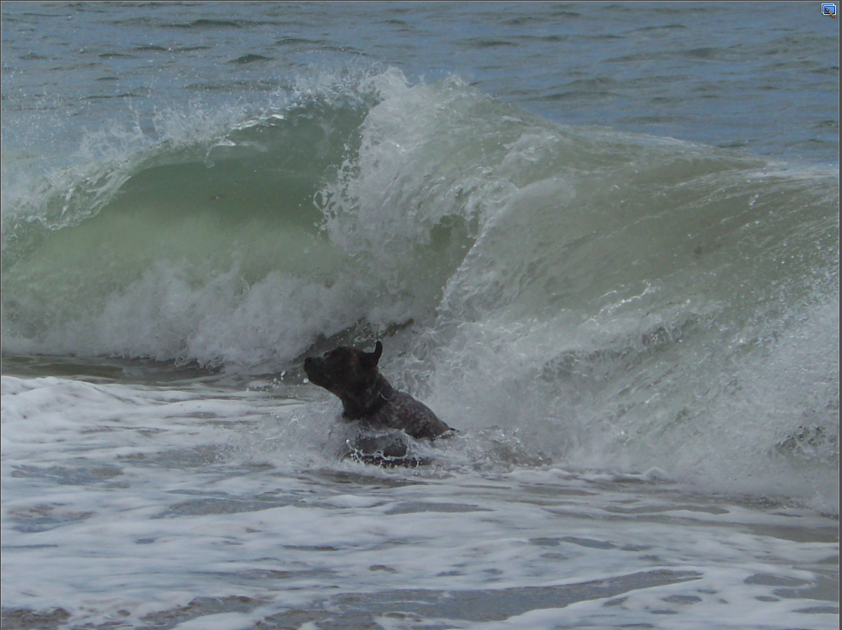 Surfing, Bowleaze Cove, Dorset