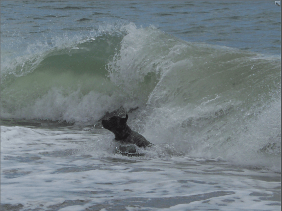 Surfing, Bowleaze Cove, Dorset